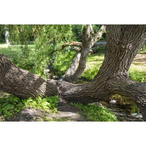 Tr� med skulpturelle former ved Ladeg�rdsb�kken ved B�kkestien i Randers