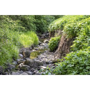 Ladeg�rdsb�kken ved B�kkestien i Randers