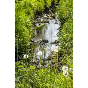 Ladeg�rdb�kken ved B�kkestien i Randers