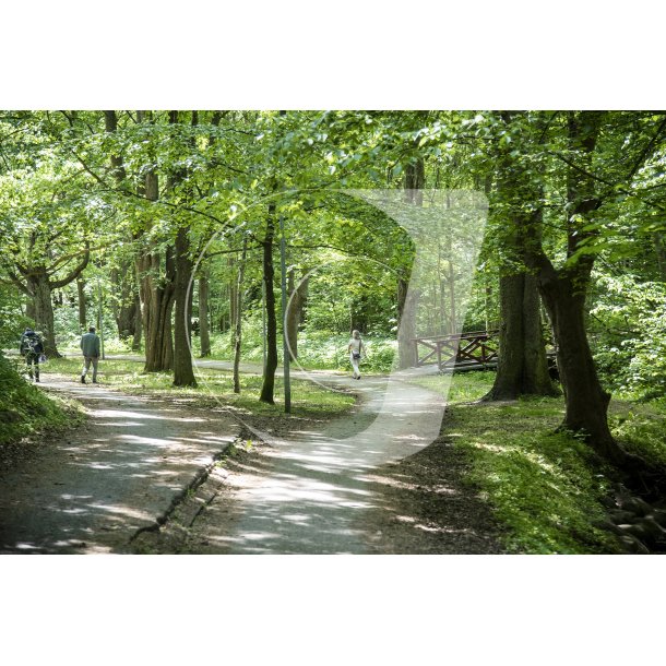 Bkkestien ved Ladegrdbkken i Randers