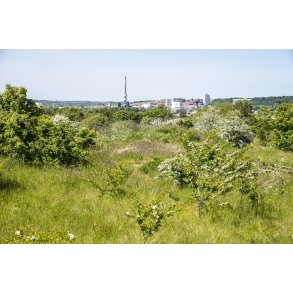 Naturomr�det Romalt Bakker ved Randers