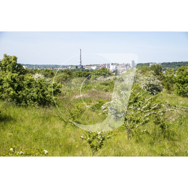 Naturomrdet Romalt Bakker ved Randers