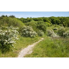 Aktivitetsbane i Romalt Bakker ved Randers