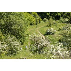 Naturomr�de Romalt Bakker ved Randers