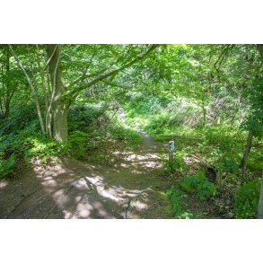 MTB-bane i Romalt Bakker ved Randers