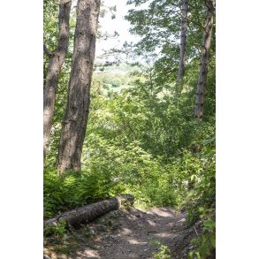 MTB-bane i Romalt Bakker ved Randers