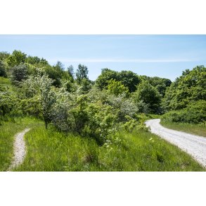 Aktivitetsbane i naturomr�de Romalt Bakker ved Randers