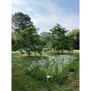 Biodiversitet i Vestparken i Randers en tidlig sommermorgen