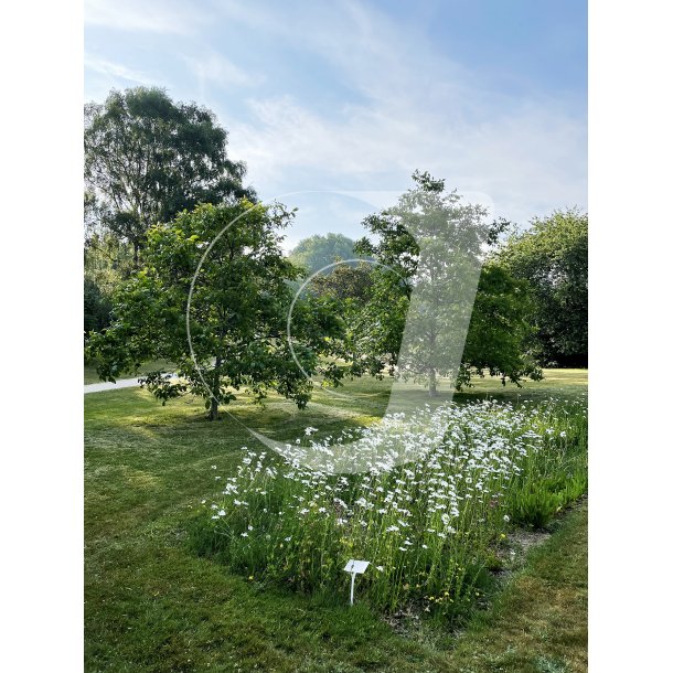 Biodiversitet i Vestparken i Randers en tidlig sommermorgen
