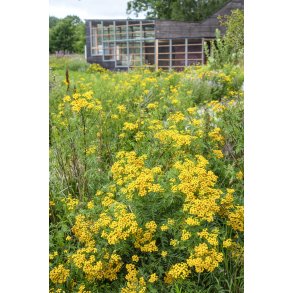 Biodiversitet foran Myretuen ved Nordre F�lled i Randers