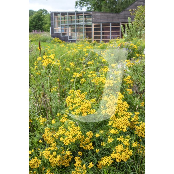 Biodiversitet foran Myretuen ved Nordre Flled i Randers