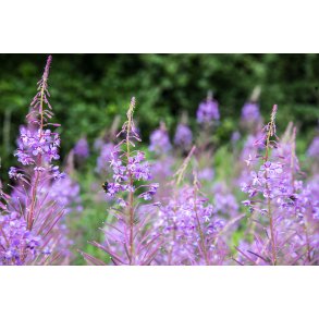 Biodiversitet p� Nordre F�lled i Randers