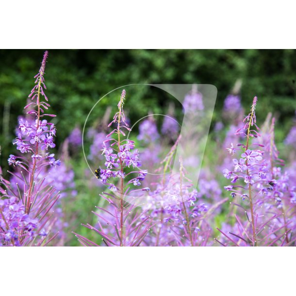 Biodiversitet p Nordre Flled i Randers