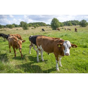 Kv�g p� Nordre F�lled i Randers