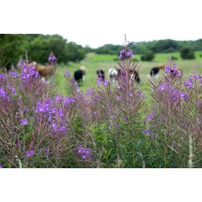 Biodiversitet og kv�g p� Nordre F�lled i Randers