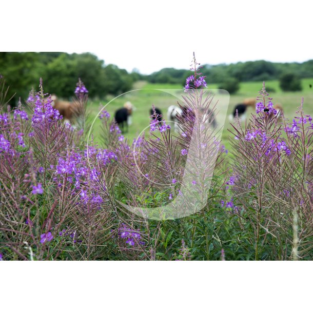 Biodiversitet og kvg p Nordre Flled i Randers