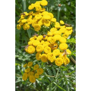 Biodiversitet p� Nordre F�lled i Randers