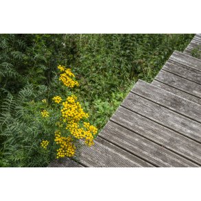 Biodiversitet ved Myretuen t�t p� Nordre F�lled i Randers