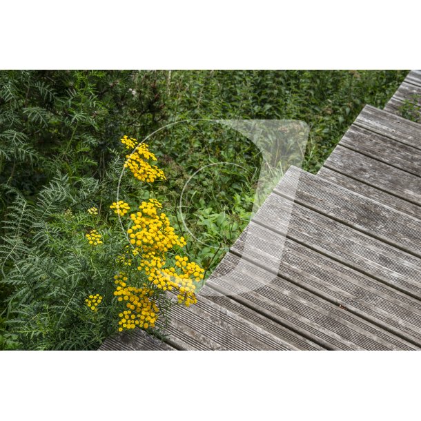 Biodiversitet ved Myretuen tt p Nordre Flled i Randers