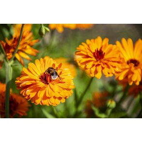 Biodiversitet ved Myretuen t�t p� Nordre F�lled i Randers