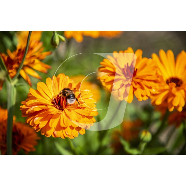 Biodiversitet ved Myretuen tt p Nordre Flled i Randers