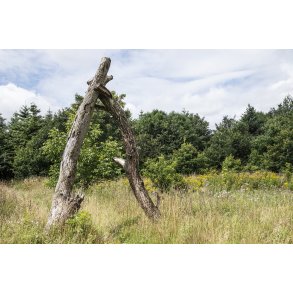 Indgang til kunstskoven p� Nordre F�lled i Randers