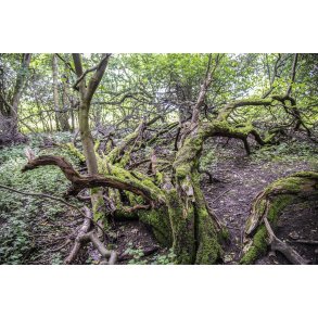 Urskov p� Nordre F�lled ved Randers