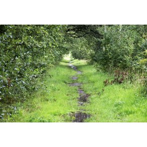 Regnvejrs dag i Paderup Mose ved Randers