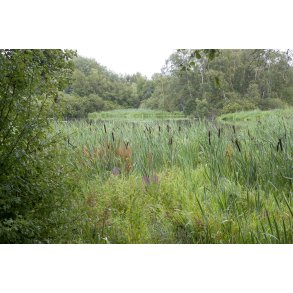 Regnvejrs dag i Paderup Mose ved Randers