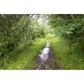 Regnvejrs dag i Paderup Mose ved Randers