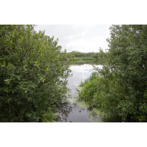 Regnvejrs dag i Paderup Mose ved Randers