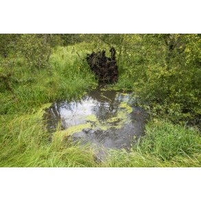 Regnvejrs dag i Paderup Mose ved Randers