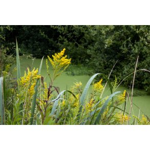 Regnvejrs dag i Paderup Mose ved Randers