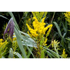 Regnvejrs dag i Paderup Mose ved Randers