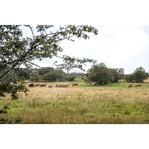 Kv�g i Paderup Mose ved Randers