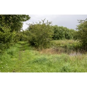 Regnvejrs dag i Paderup Mose ved Randers