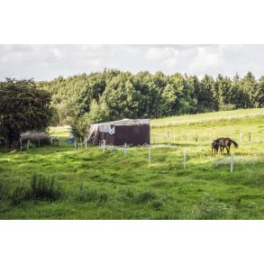 Heste p� mark ved Paderup Mose t�t p� Randers