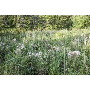 Biodiversitet i Paderup Mose ved Randers