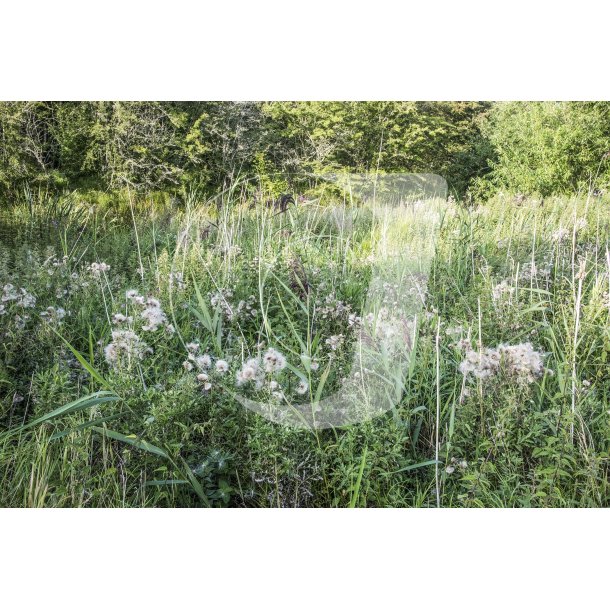 Biodiversitet i Paderup Mose ved Randers