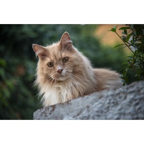 Norsk Skovkat i Schousgade kvarteret i Randers