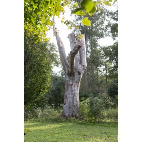 Gammelhave ved Fussing� S�