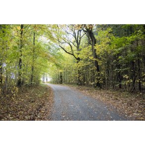 Efter�rs skov ved �lum t�t p� Randers