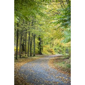 Efter�rs skov ved �lum t�t p� Randers