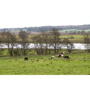 Heste i N�rre�dalen ved N�rre�en t�t p� Venning