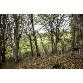 Efter�rsskov ved Volstrup t�t p� �lum ved Randers