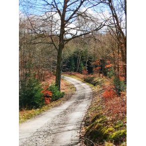 N�sten for�r i L�venholmskoven ved Gjesing