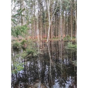 Regnvands s� i L�venholm Skovene ved Gjesing