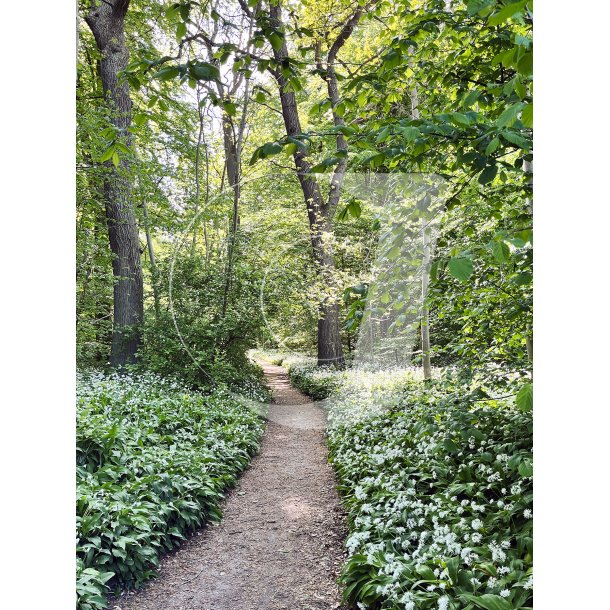 Ramslgene blomstrer om forret i Riis Skov ved Aarhus