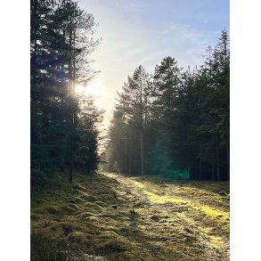 Aftenmotiv fra Lild Strand Klitplantage ved Vestkysten