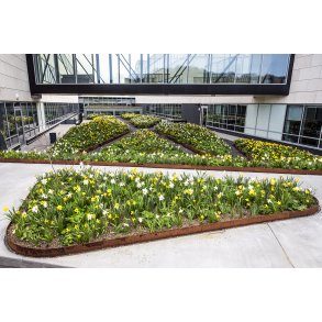 Biodiversitet med for�rsblomster foran Jysk hoveds�de i Brabrand